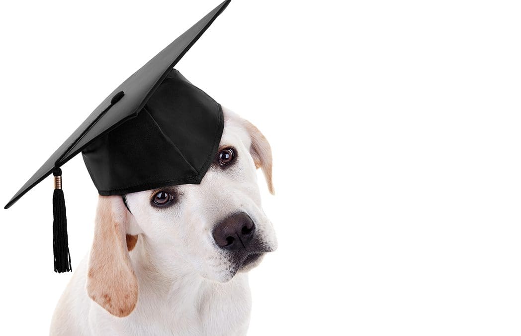 Leer Studeren voor het eindexamen