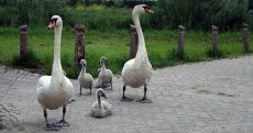 Zwanen